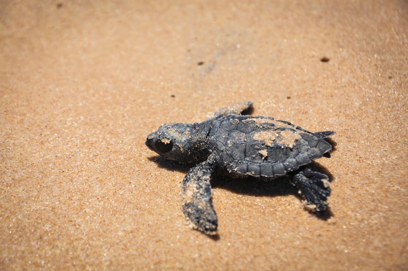 Baby sea turtle, Praia do Forte, Bahia, Brazil. South America.